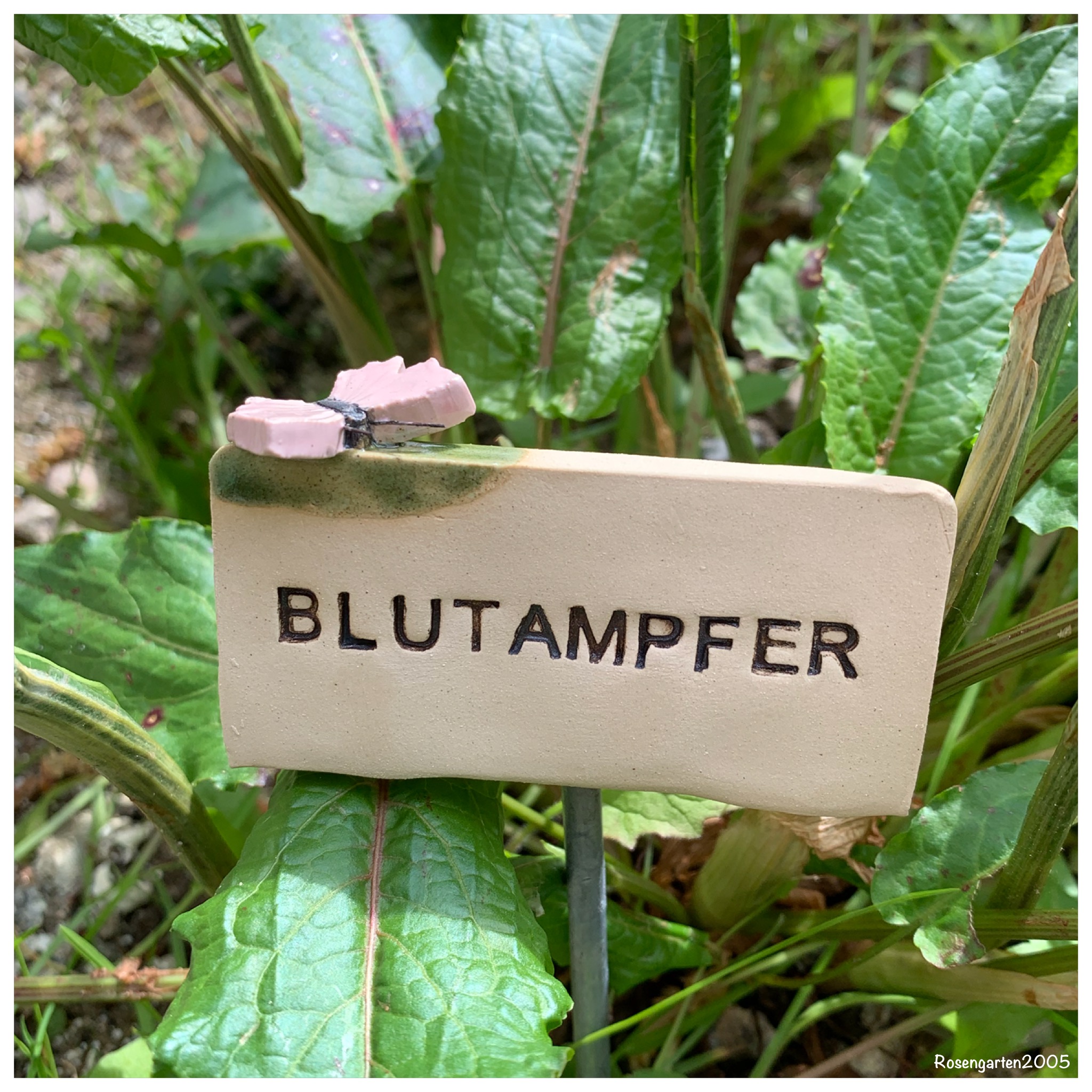 Kräuterschild „Blutampfer“ – Bild 2