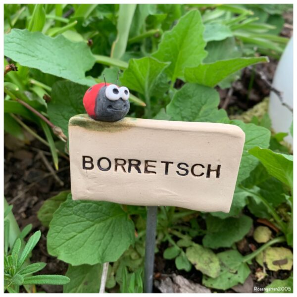 Kräuterstecker Borretsch – Bild 3