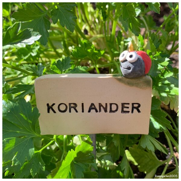 Kräuterstecker Koriander – Bild 2