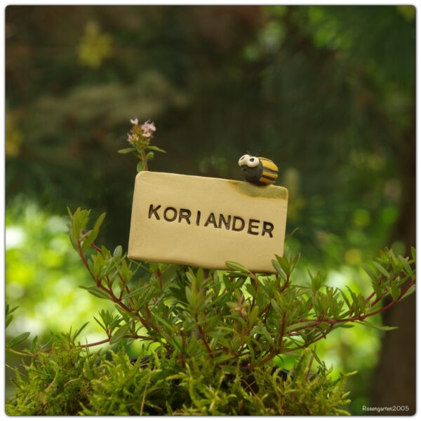 Kräuterstecker Koriander