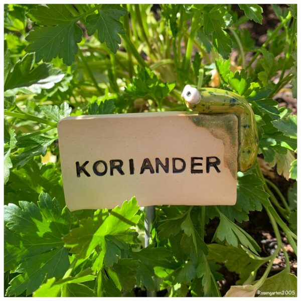 Kräuterstecker Koriander – Bild 3
