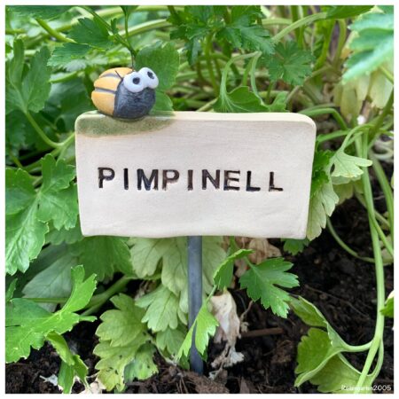 Kräuterschild „Pimpinell“