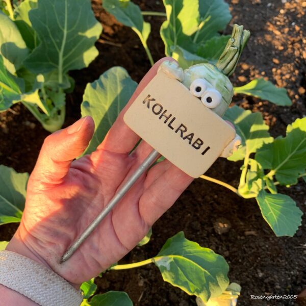 Gemüsestecker Kohlrabi